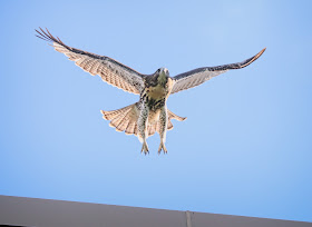 Tompkins Square hawk fledgling taking off from a roof