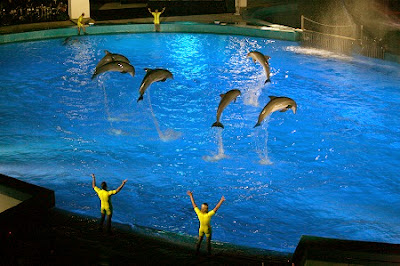 Exhibición de delfines