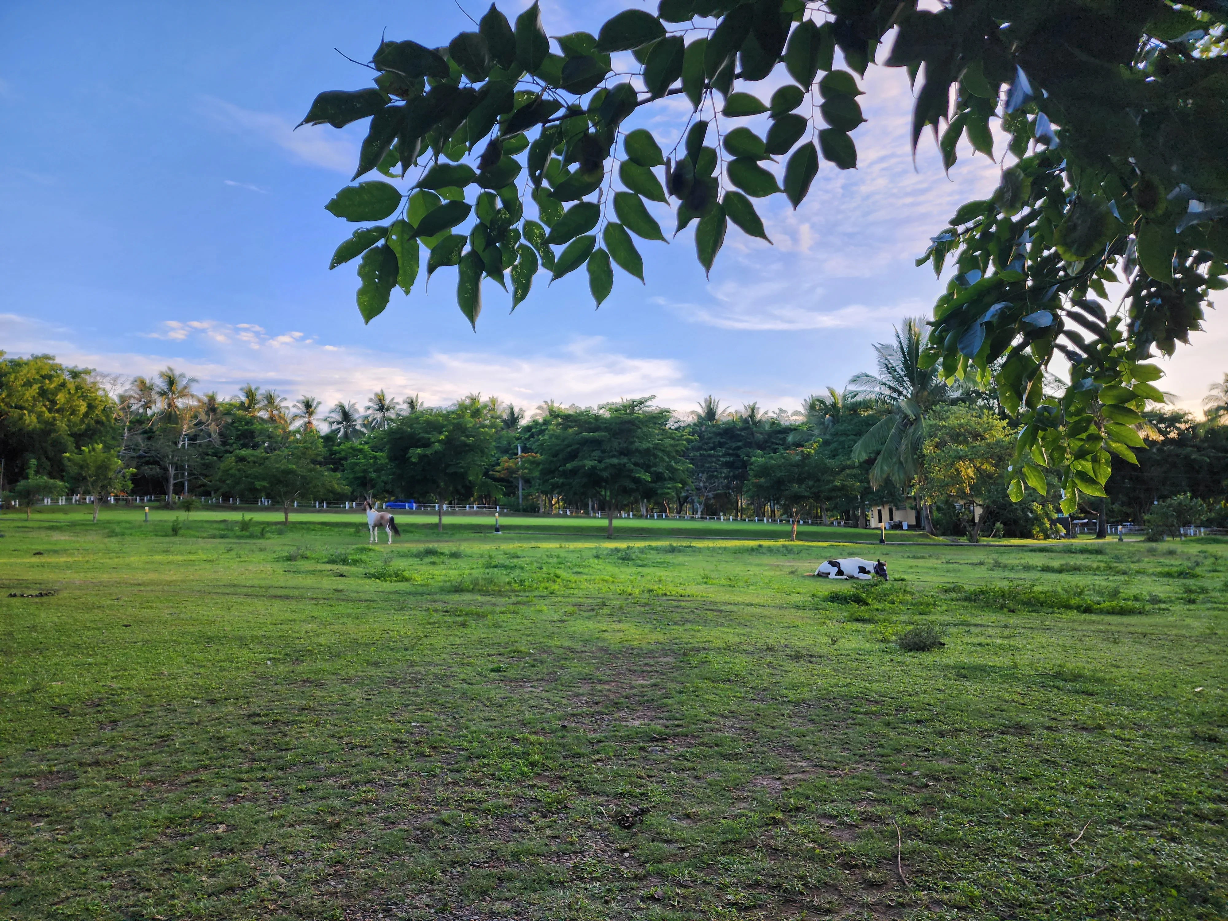 green pasture at Sinagtala Bataan