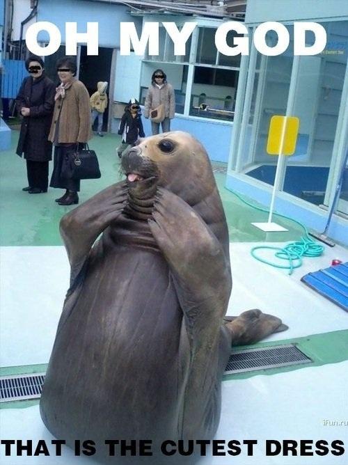 Funny Animals: Funny Seal Pictures/Images