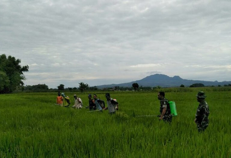 Harga gabah di ngawi 2018