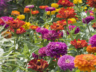 zinnias