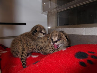 Zoo Boise has new Serval Kittens