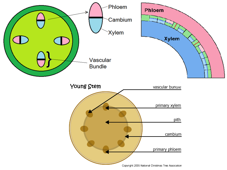 #15 Cell functions | Biology Notes for IGCSE 2014