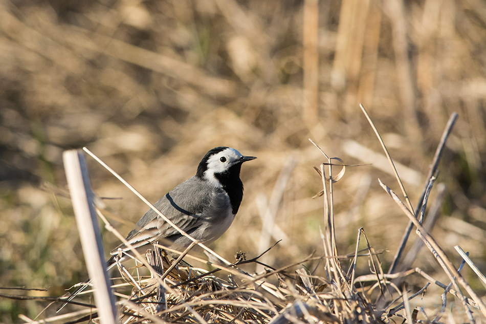 Linavästrik, Motacilla alba, White Wagtail, Pied