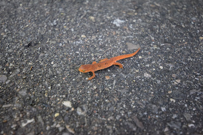 Newt on Ontario Hiking Trail.