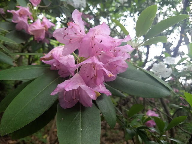 mountain laurel close