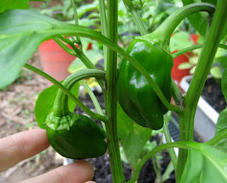 peppers