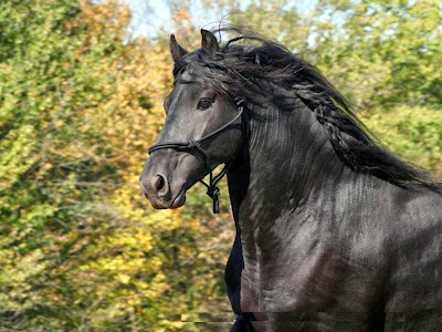 Friesian Horse,info+ | WaLLpaper