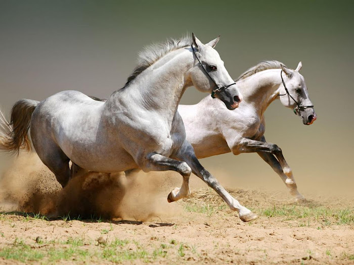 Horse Beautiful Desktop Wallpaers