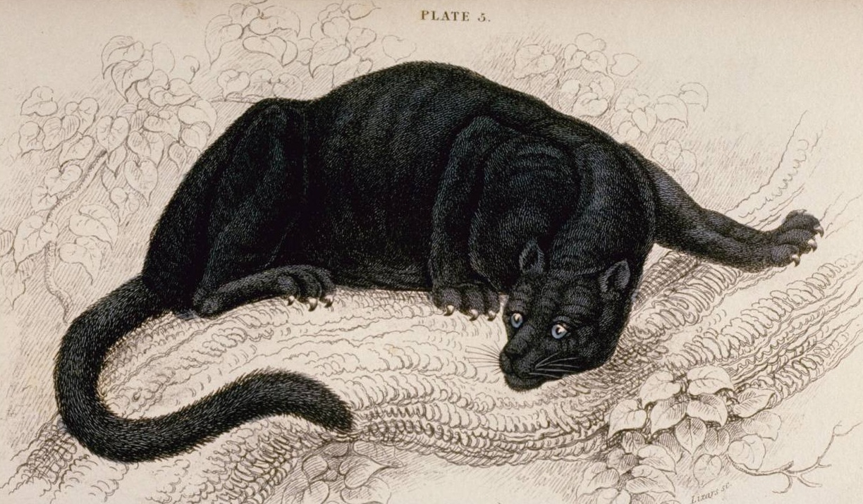 Black Pumas - Wikipedia