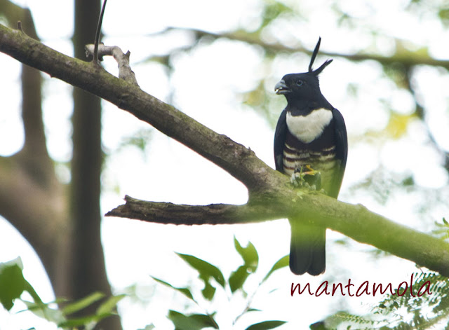 Black Baza, (Aviceda leuphotes)