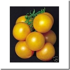 Tomate Ponderosa Oro