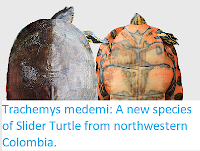 http://sciencythoughts.blogspot.co.uk/2017/12/trachemys-medemi-new-species-of-slider.html