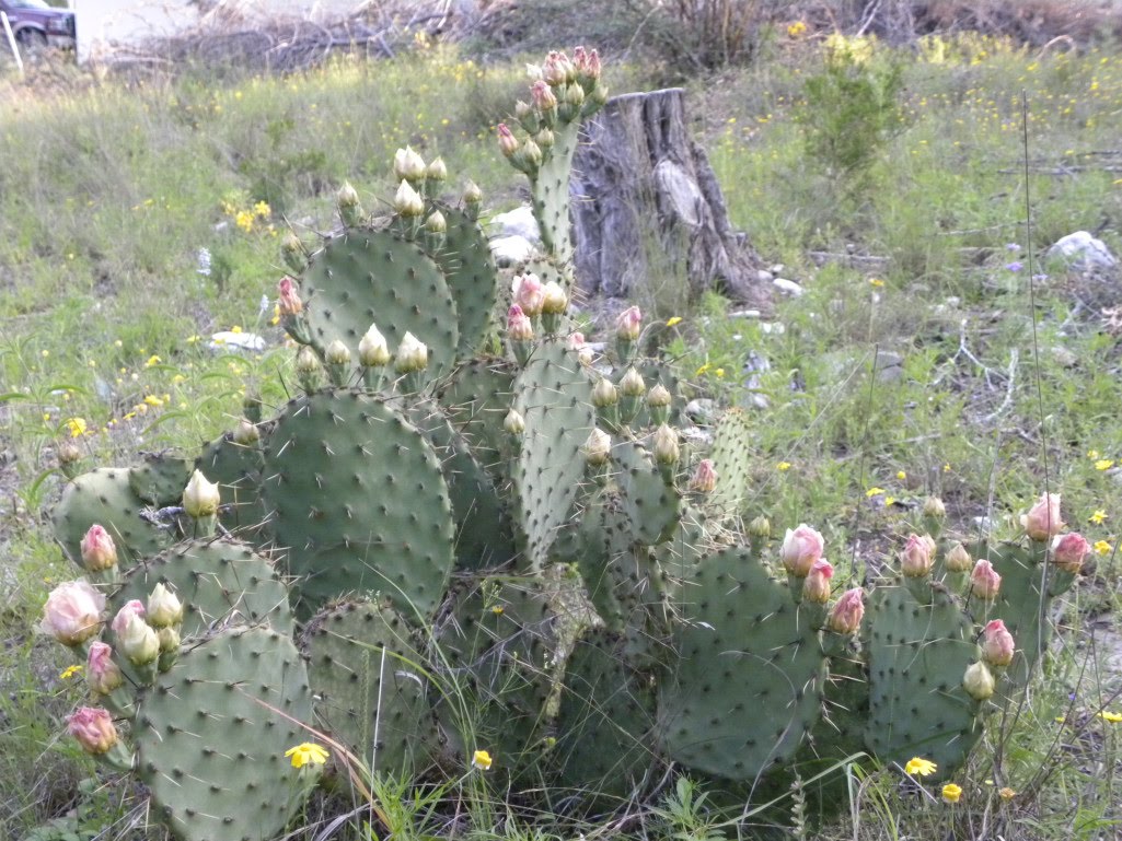 Dianes Texas Garden: Blooming Cactus