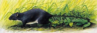 extinct island mammals