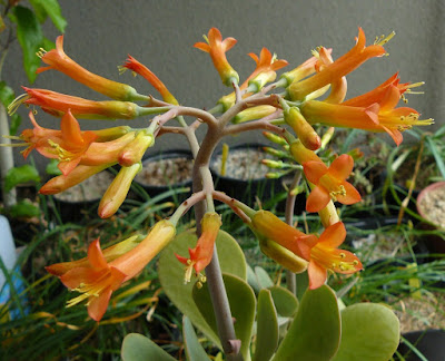 Kalanchoe robusta care and culture