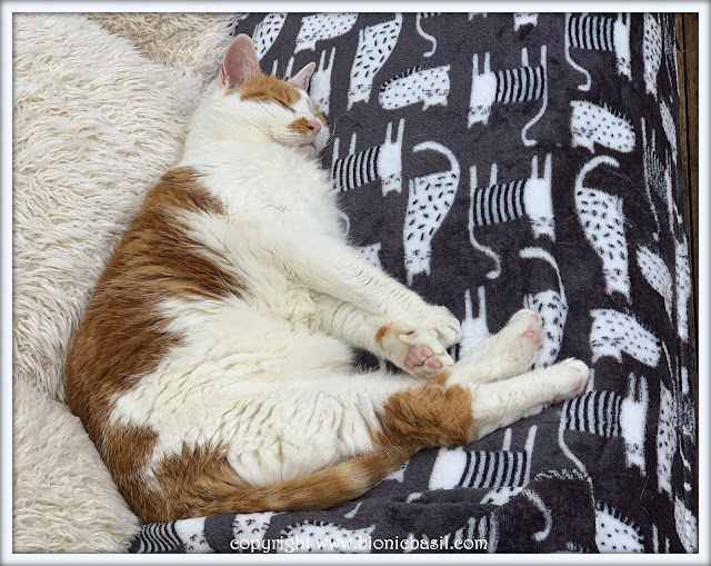 Amber's Book Reviews #248 ©BionicBasil® Amber's Sleeping It Off - cute elderly ginger and white tabby sleeping soundly on a sofa