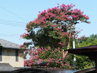 百年にもなるだろう、百日紅の木は幼い頃の思い出を呼び戻す・・・