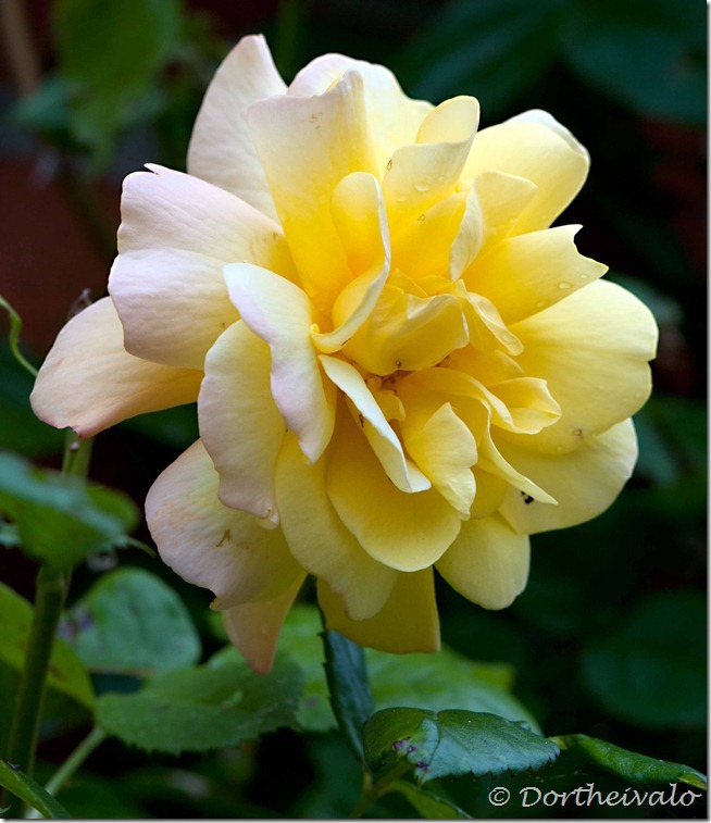 gulrose