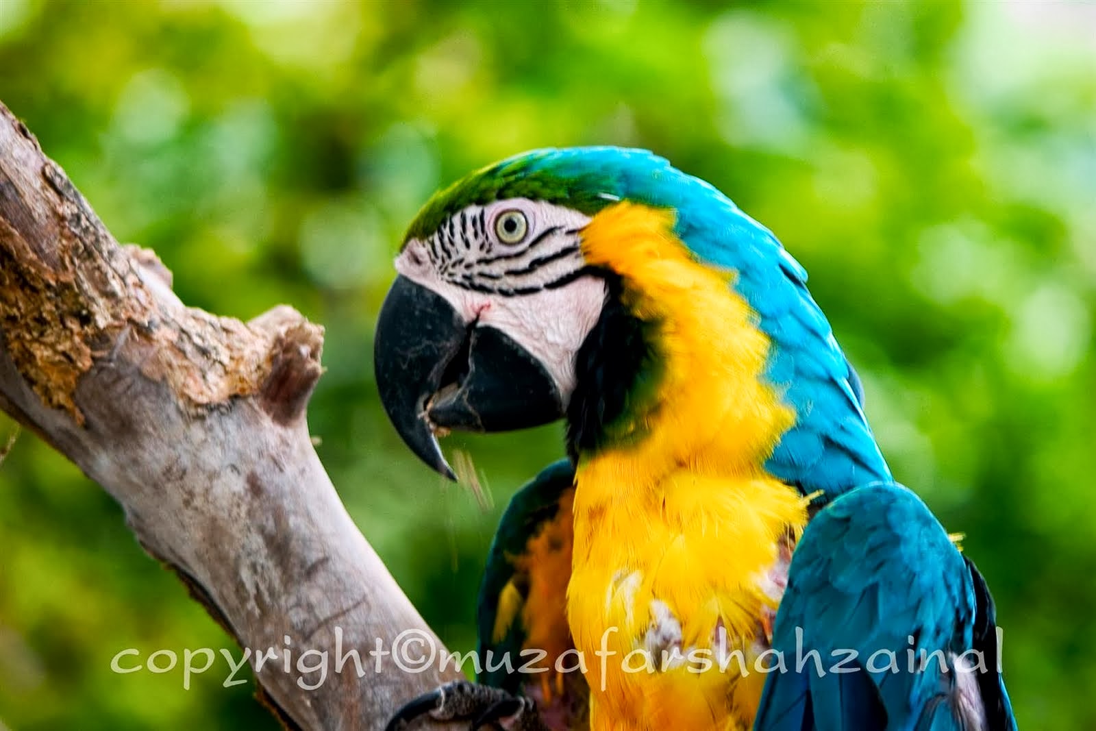 Gambar Burung Kakak Tua Jambul Kuning Gambar V