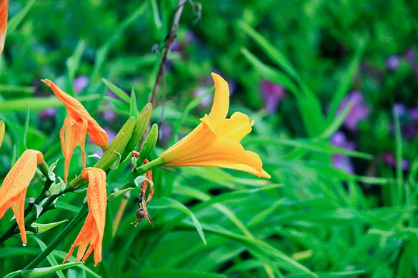 Orange Lily