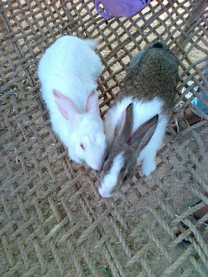 close-up-image-of-rabbit-soft-animal