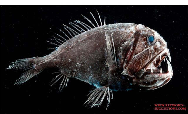21 Jenis Ikan Laut Dalam Paling Menyeramkan Predator Dan 