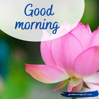 beautiful good morning cards