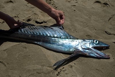 2 10 ikan prasejarah yang masih ada hingga sekarang