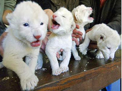 Baby white lions