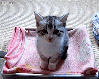 Cute Kitten GIF • Kitten meowing and crying. “I'm hungry Mom, feed me please!” [ok-cats.com]