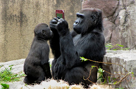 A gorilla playing Nintendo DSi XL, gorilla pictures, gorilla playing nintendo
