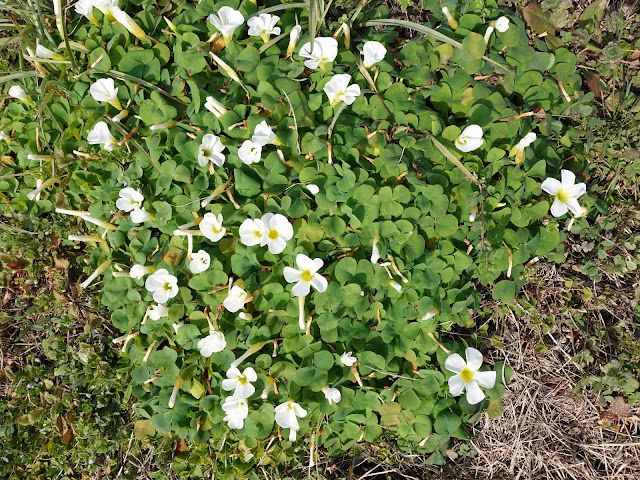 フヨウカタバミ（芙蓉片喰）