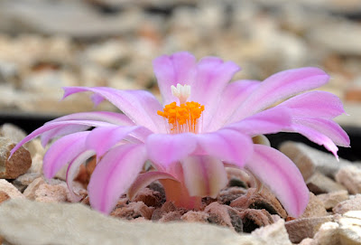 Flowering Ariocarpus kotschoubeyanus var. macdowellii