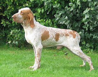 Bracco Italiano-pets-dog breeds