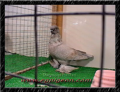 English longface tumbler pigeon opal color