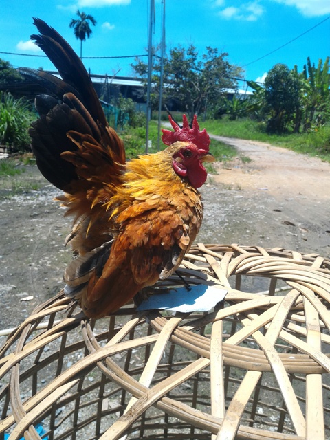 Ubat Cacing Terbaik Untuk Kucing - Berubat p