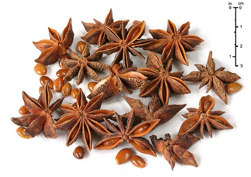 anice stellato illicium