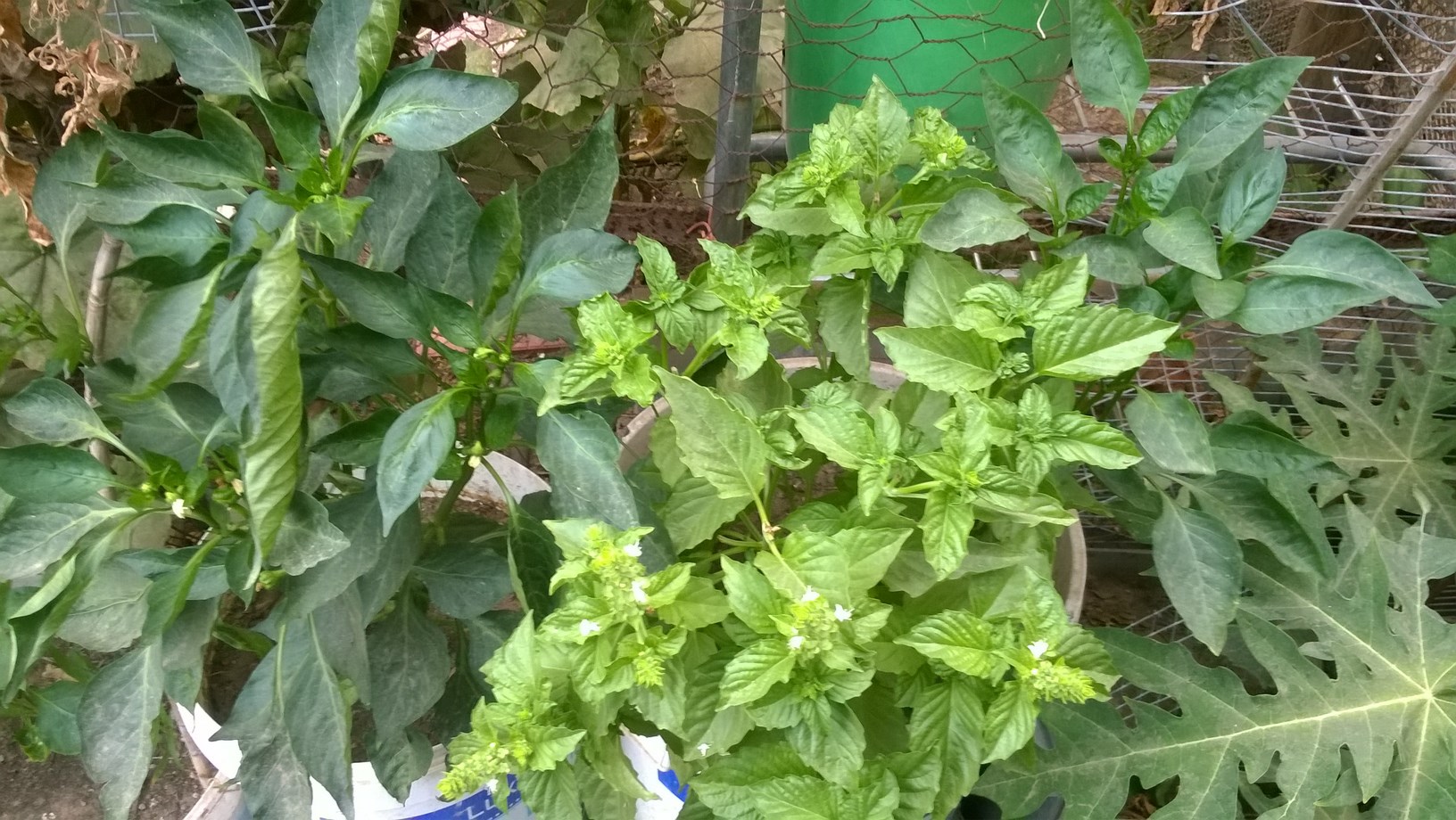 bsil plant and pepper plant in my garden