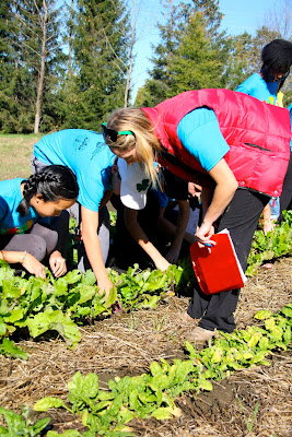 Harvesting vegetables