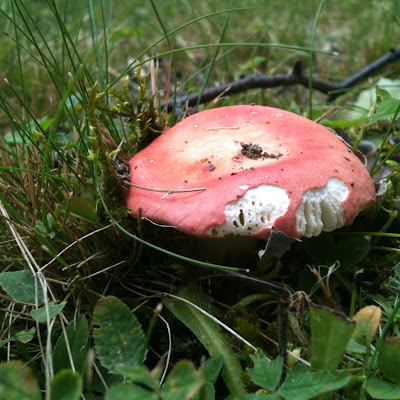 erdei erdő piros sapka gomba fűben red mushroom in grass forest