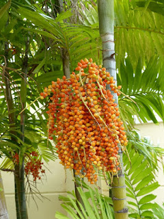 Photos de Palmiers et plantes ressemblantes de Cuba