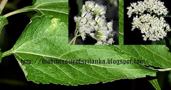 Biodiversity Of Sri Lanka Austroeupatorium Inulifolium Eupatorium Inulifolium