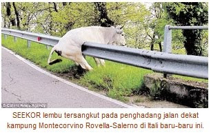 Lembu Tersangkut Pada Penghadang Jalan