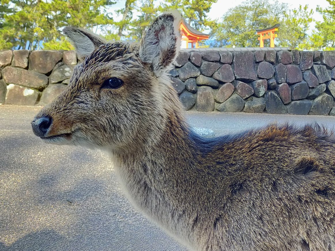 鹿さん横からドアップ。