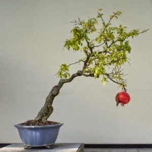 1001 Gambar Keren Gambar Bonsai