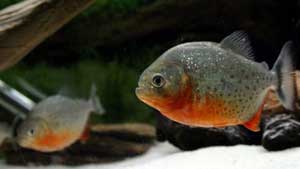 Piranha, ikan ganas penguasa Sungai Amazon 