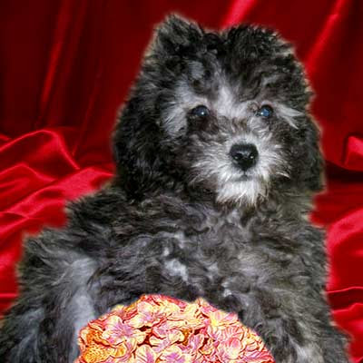 Maltipoo