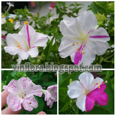 Bunga ashar bicolor kombinasi warna putih pink mirabilis jalapa